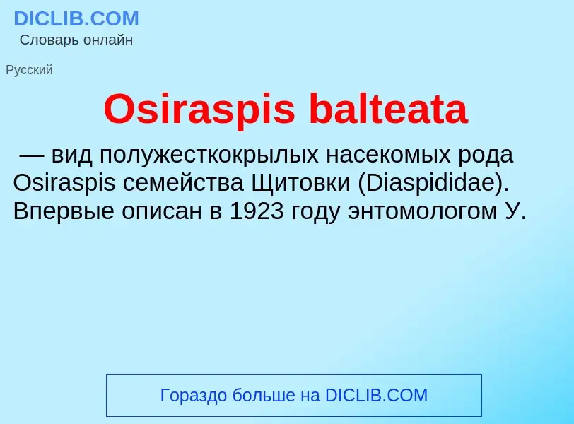 ¿Qué es Osiraspis balteata? - significado y definición