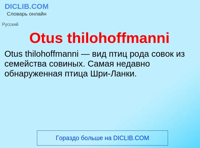 Wat is Otus thilohoffmanni - definition