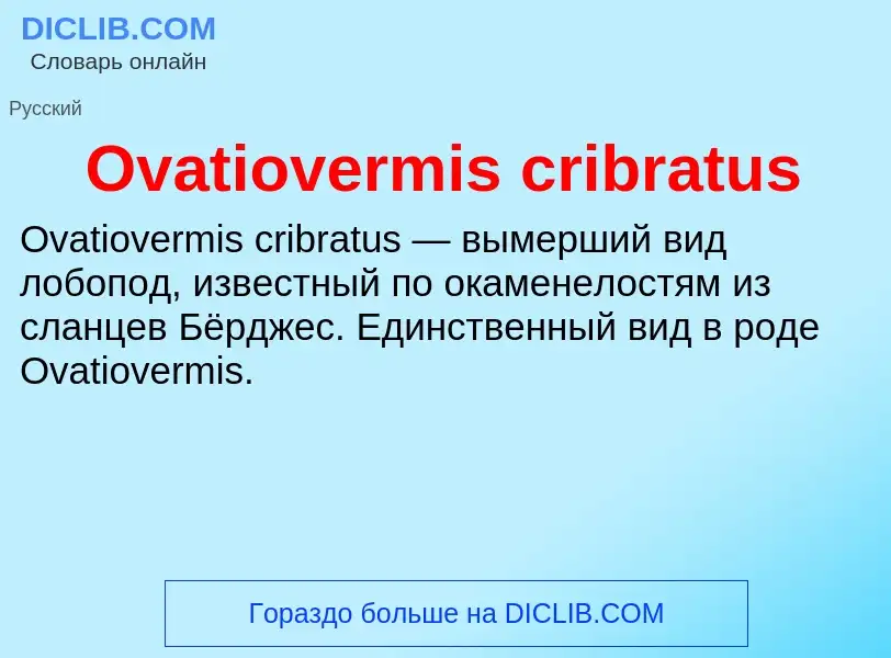 Wat is Ovatiovermis cribratus - definition