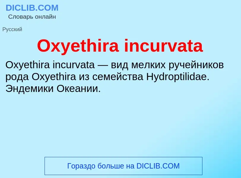 Wat is Oxyethira incurvata - definition