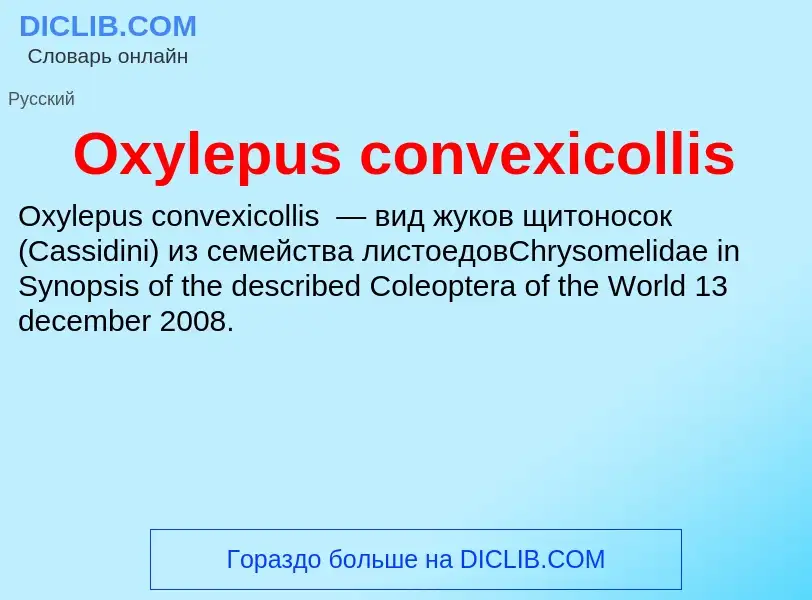 Wat is Oxylepus convexicollis - definition