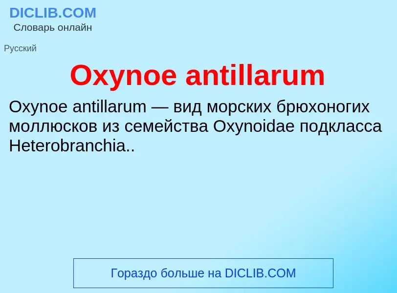 Что такое Oxynoe antillarum - определение