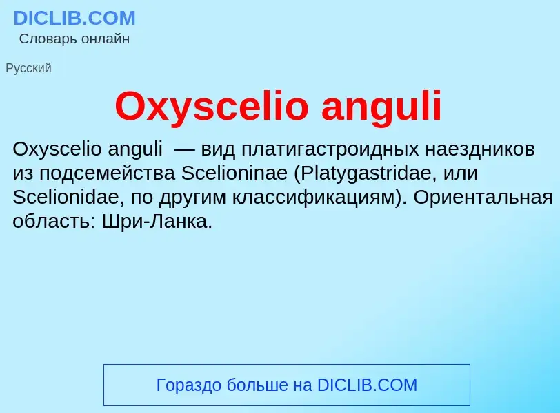 Wat is Oxyscelio anguli - definition