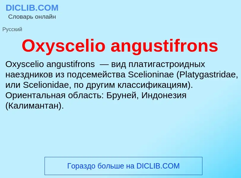 Che cos'è Oxyscelio angustifrons - definizione