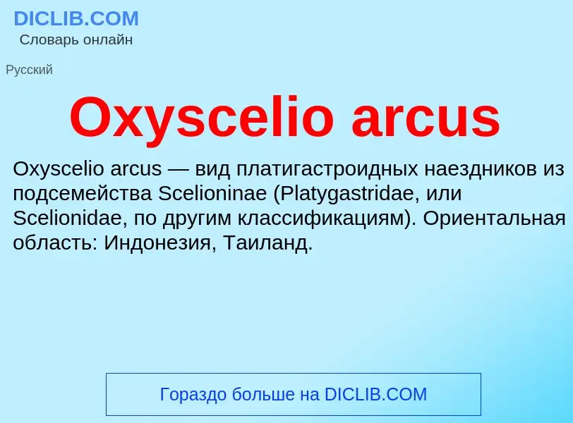 Was ist Oxyscelio arcus - Definition