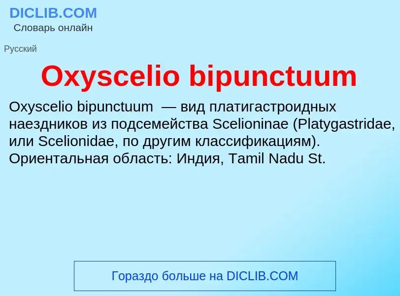 Wat is Oxyscelio bipunctuum - definition