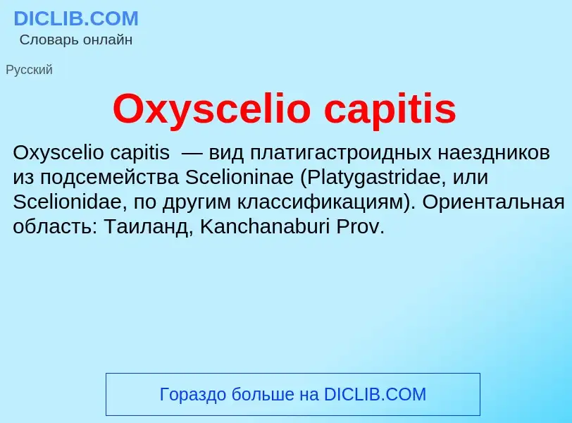 Was ist Oxyscelio capitis - Definition