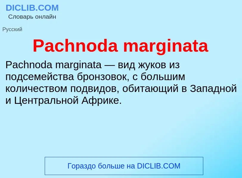 Что такое Pachnoda marginata - определение