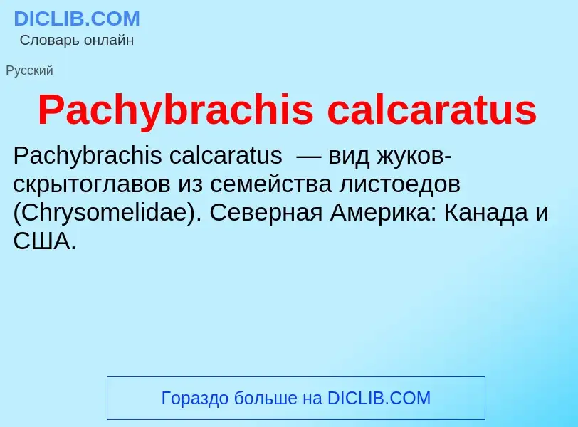 Что такое Pachybrachis calcaratus - определение