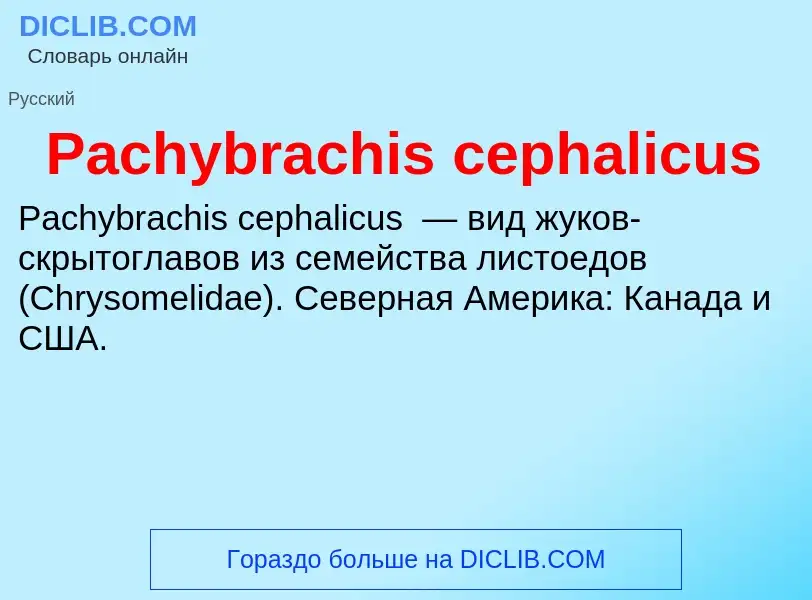 Что такое Pachybrachis cephalicus - определение