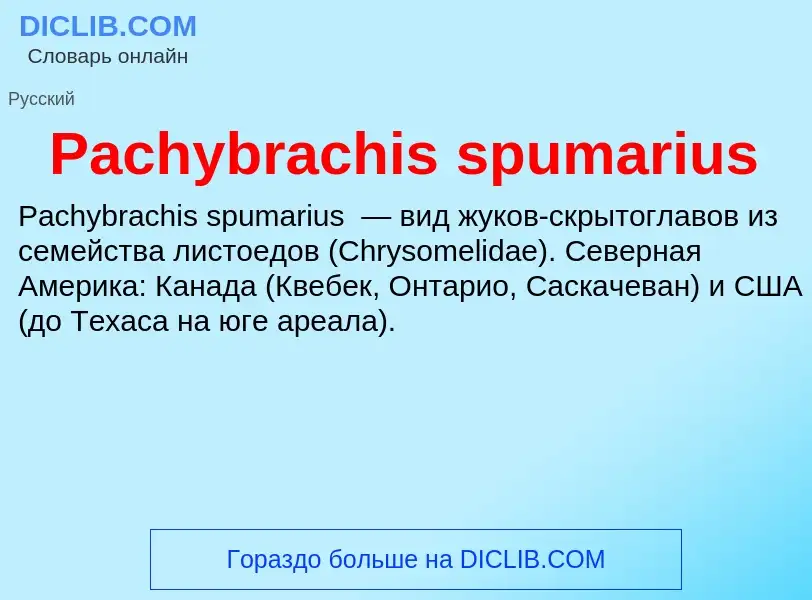 Что такое Pachybrachis spumarius - определение