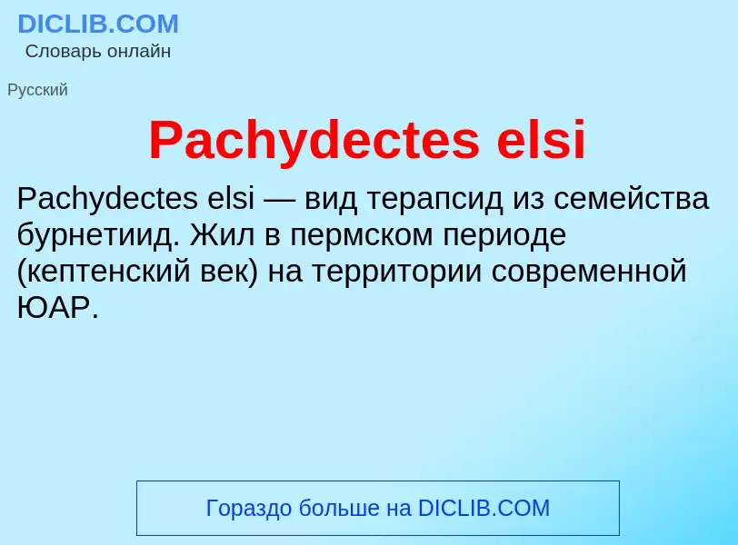 Что такое Pachydectes elsi - определение