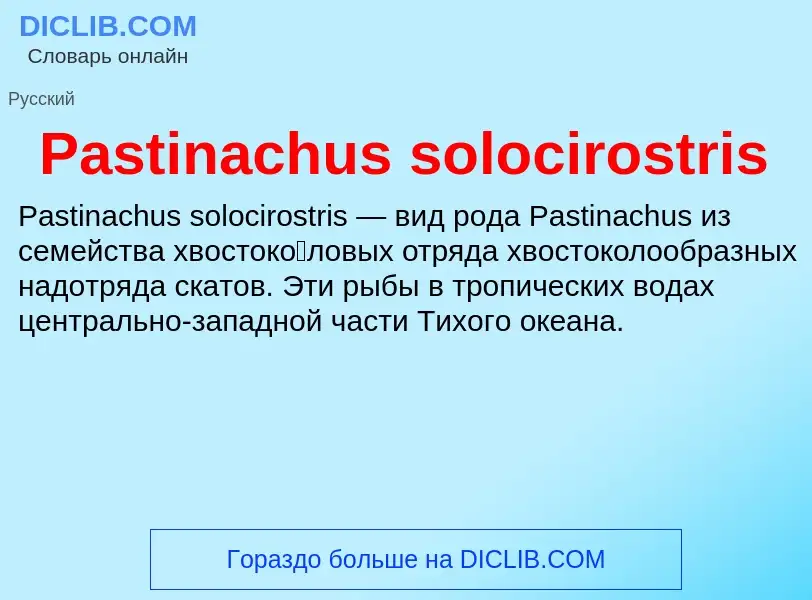 Что такое Pastinachus solocirostris - определение