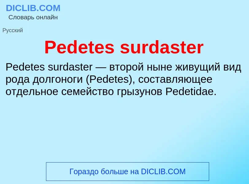 Wat is Pedetes surdaster - definition