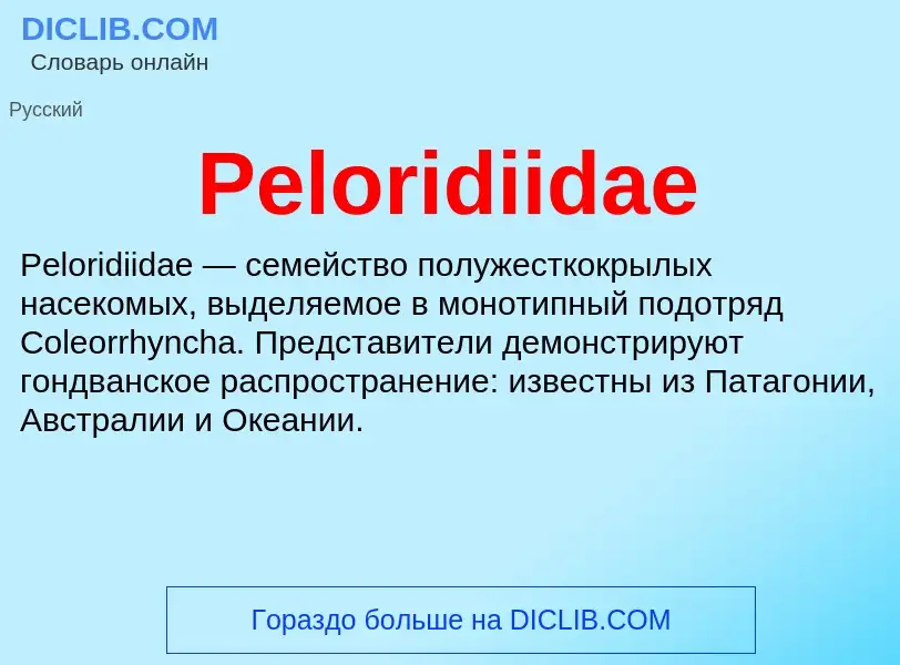 What is Peloridiidae - definition