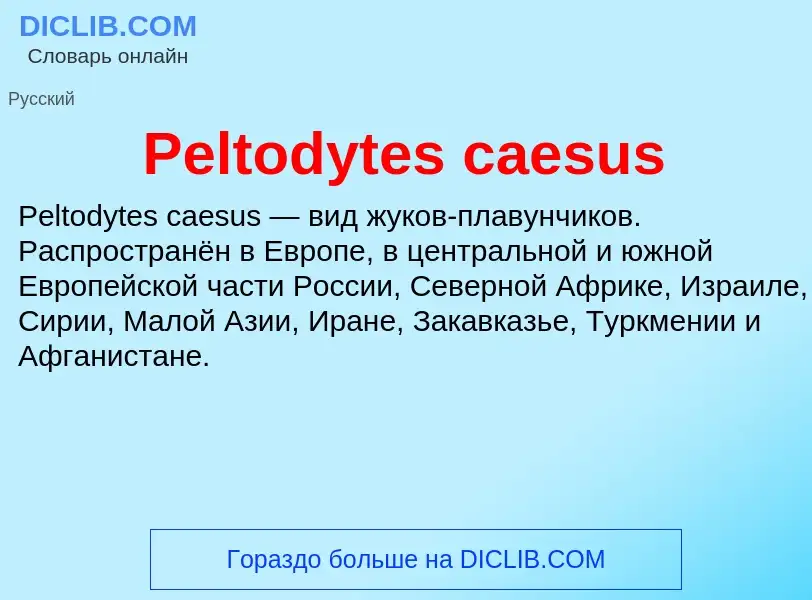 What is Peltodytes caesus - definition