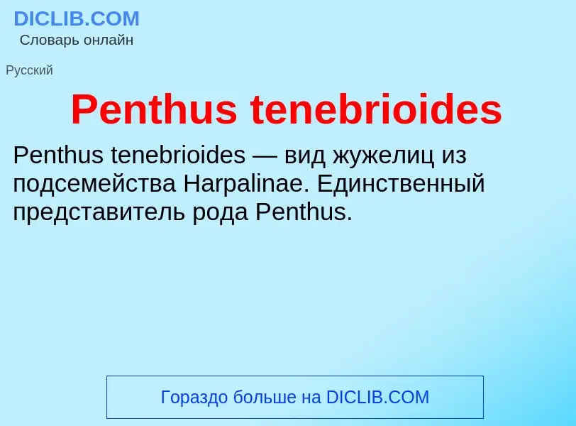 Wat is Penthus tenebrioides - definition