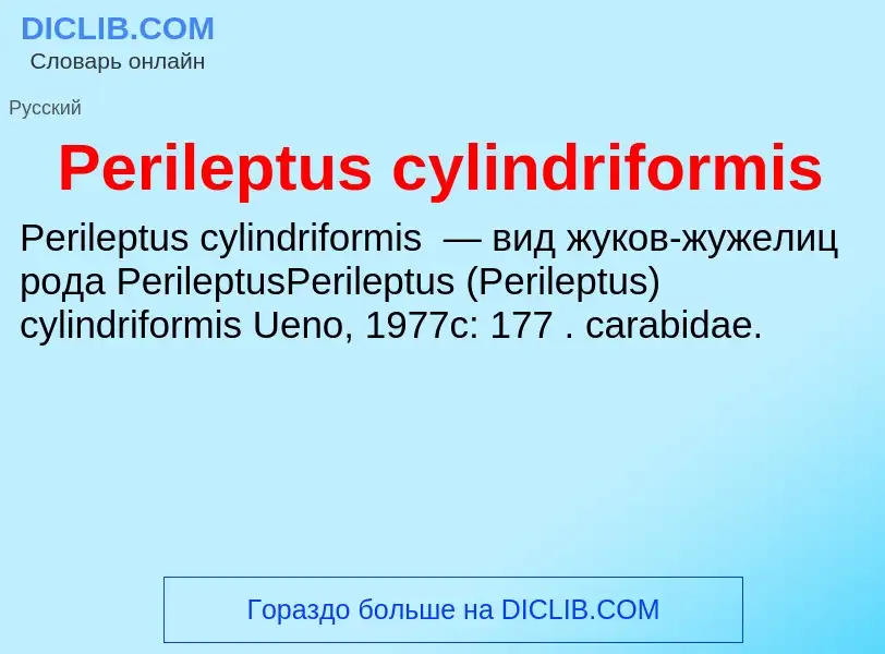 Wat is Perileptus cylindriformis - definition