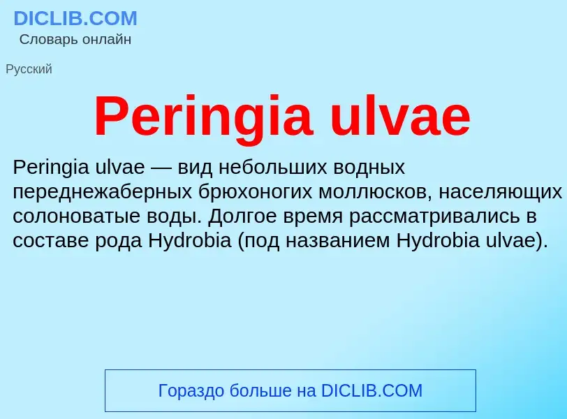 Wat is Peringia ulvae - definition