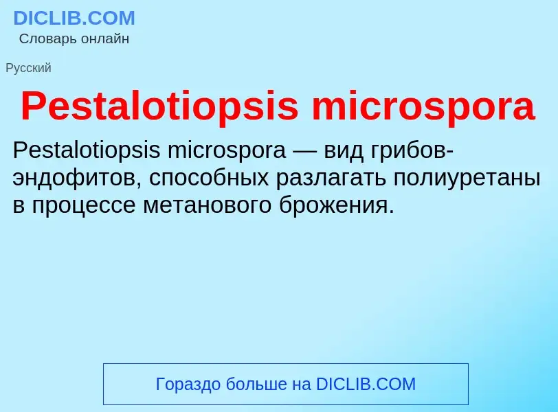 Wat is Pestalotiopsis microspora - definition