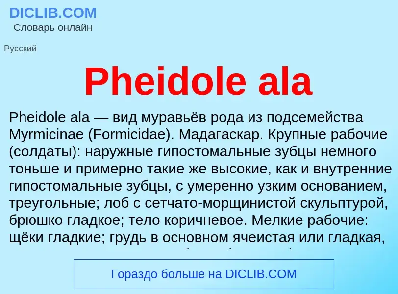 Wat is Pheidole ala - definition