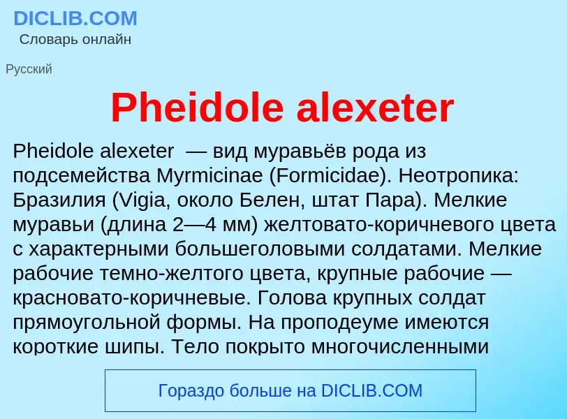 Wat is Pheidole alexeter - definition