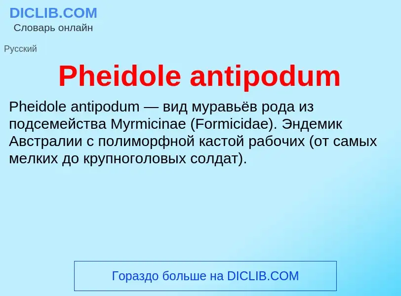 Wat is Pheidole antipodum - definition