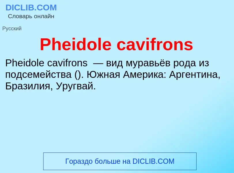 Wat is Pheidole cavifrons - definition