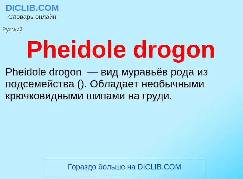 Wat is Pheidole drogon - definition