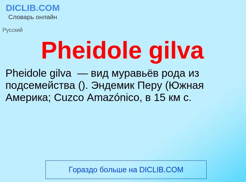 Wat is Pheidole gilva - definition