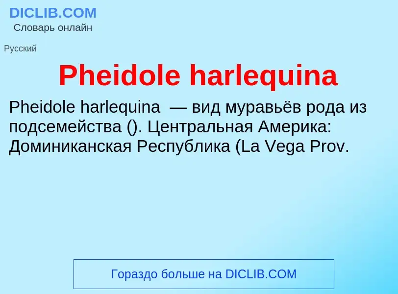 Wat is Pheidole harlequina - definition