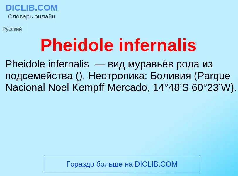 Wat is Pheidole infernalis - definition