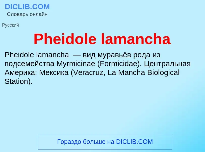 Wat is Pheidole lamancha - definition