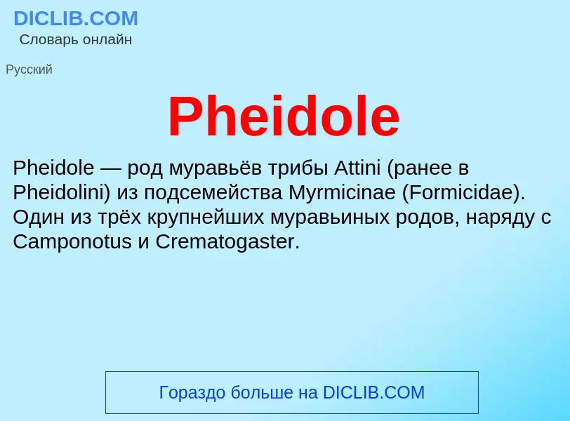 Wat is Pheidole - definition