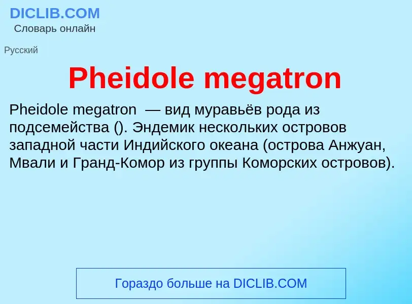 Wat is Pheidole megatron - definition