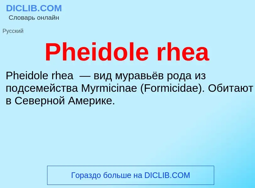 Wat is Pheidole rhea - definition