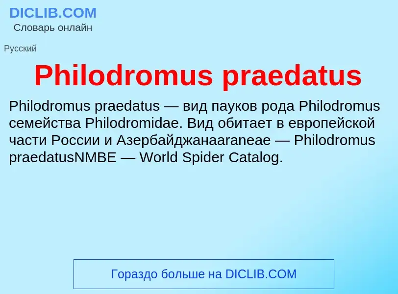 Wat is Philodromus praedatus - definition