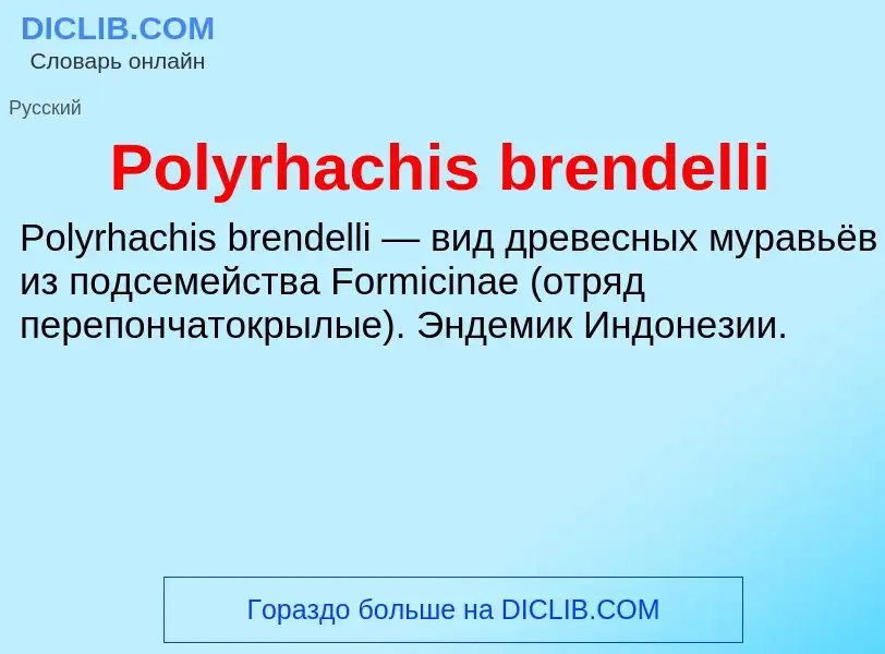 Τι είναι Polyrhachis brendelli - ορισμός