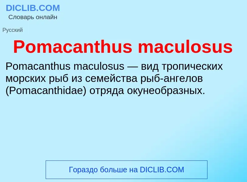 Τι είναι Pomacanthus maculosus - ορισμός