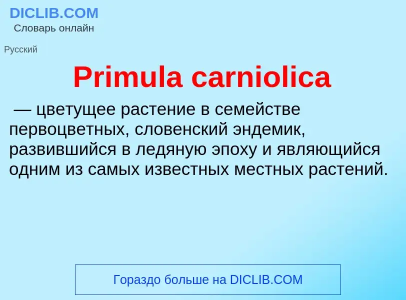 Что такое Primula carniolica - определение