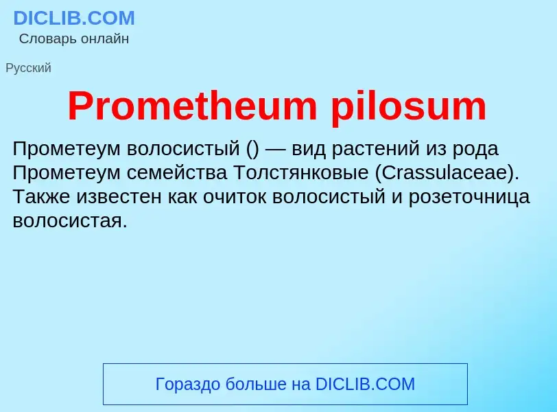 Что такое Prometheum pilosum - определение