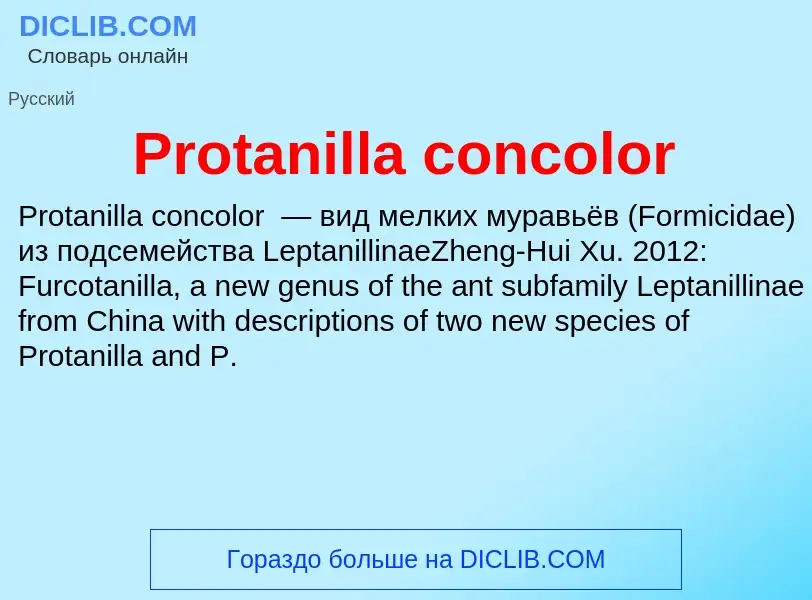 Wat is Protanilla concolor - definition