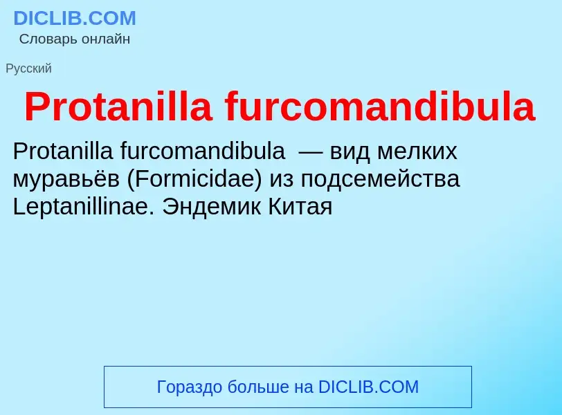 Wat is Protanilla furcomandibula - definition