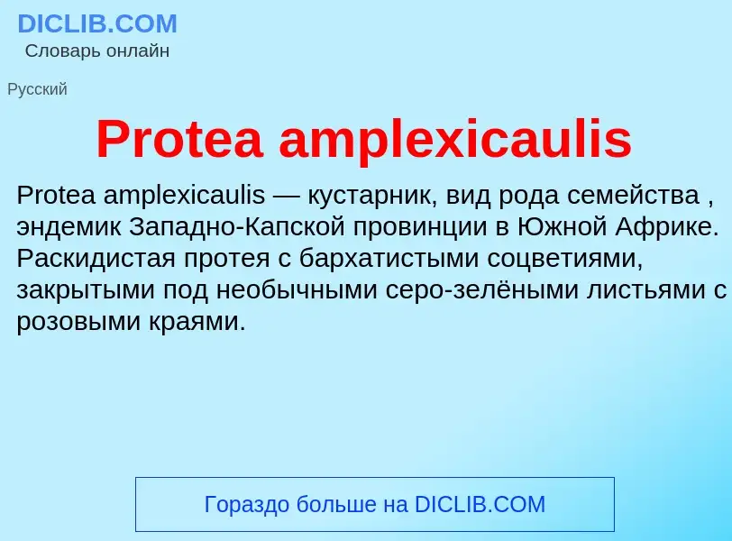 Что такое Protea amplexicaulis - определение