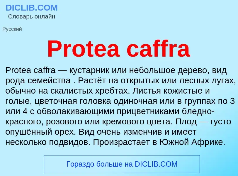 Wat is Protea caffra - definition