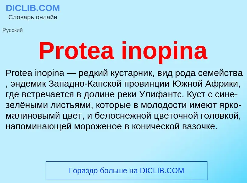 Что такое Protea inopina - определение