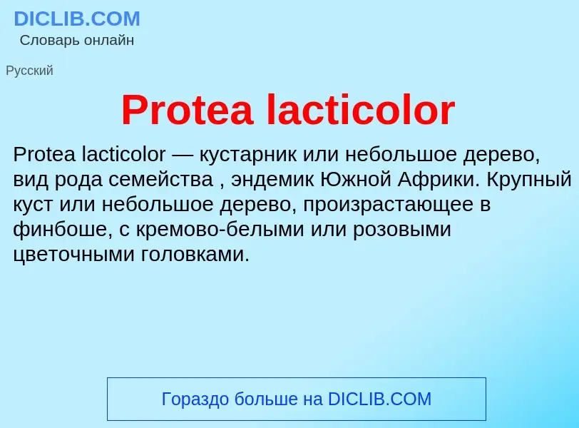 Wat is Protea lacticolor - definition