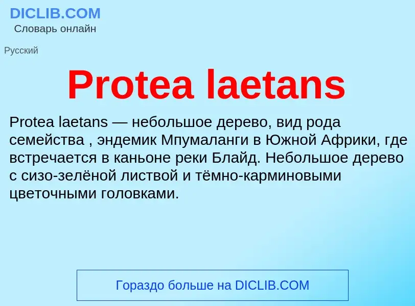 Что такое Protea laetans - определение