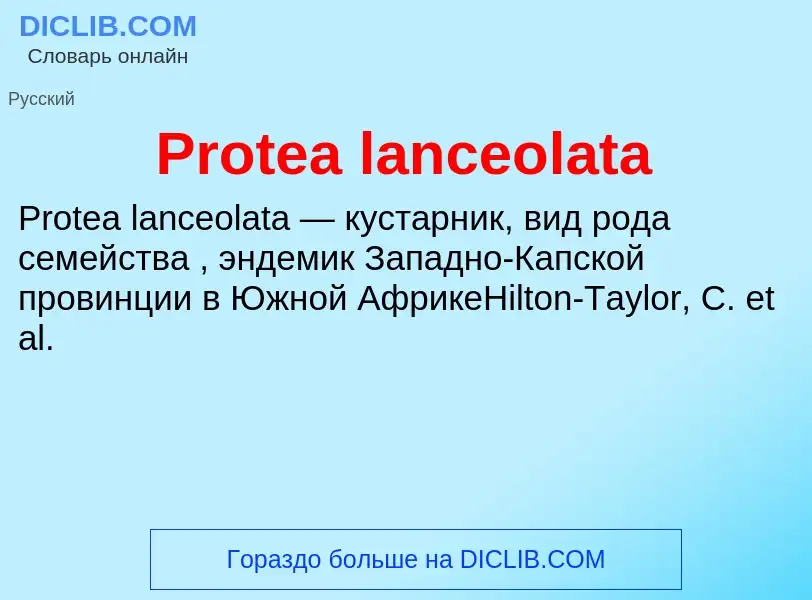 Что такое Protea lanceolata - определение