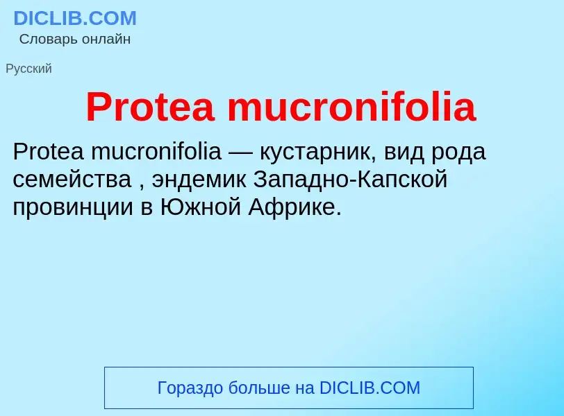 Что такое Protea mucronifolia - определение